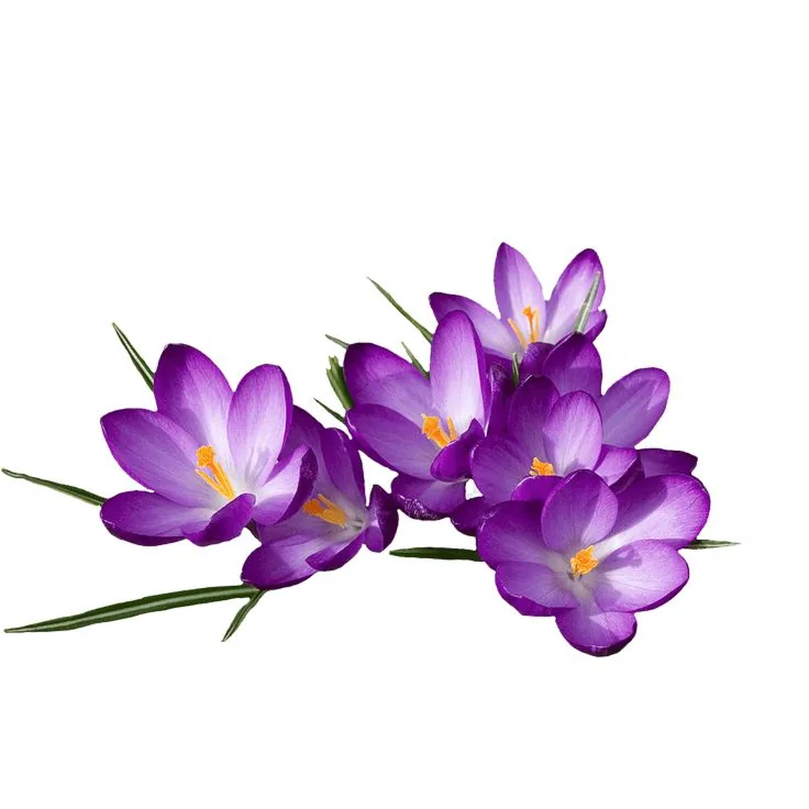 Purple crocus flowers, cut out