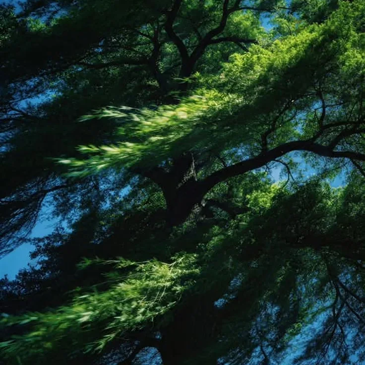 Sunlit tree canopy, leaves blurred by wind