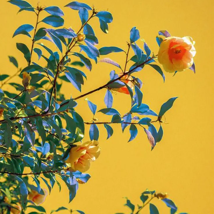 A camellia branch against a yellow wall